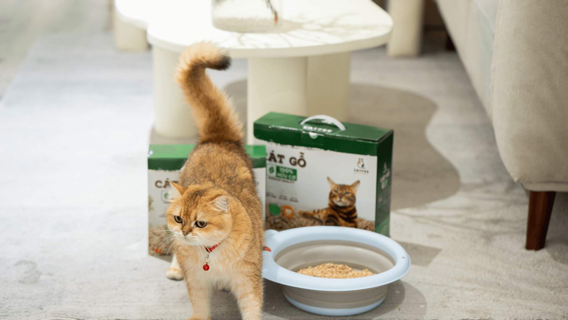3 Lý do bạn nên chọn cát gỗ Catfee cho mèo