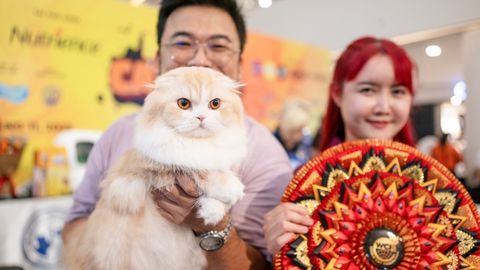 catfee